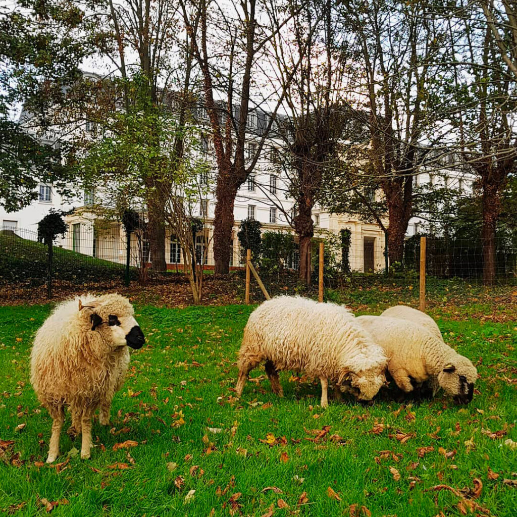 ÉCOPÂTURAGE Les Bergeries d'Issy